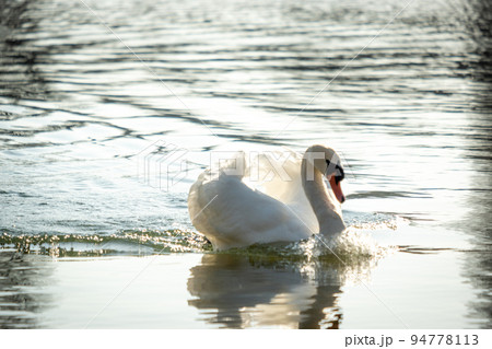 White Swan in English Garden Munich 94778113