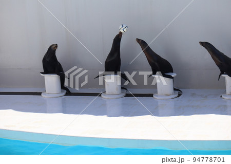 4頭のアシカがプールサイドのステージの台の上でボールをパスしあう芸をする水族館のショーの風景 94778701