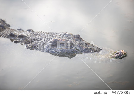 大分県　別府地獄めぐり・鬼山地獄  94778807