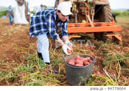 Woman gathers ripe potatoes after tractor has dug up field 94779004