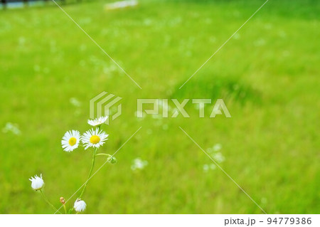 緑の草原に咲く白いハルジオンの花 緑の草原に咲く白いハルジオンの花 94779386