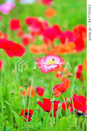 ポピーの花畑で綺麗なグラデーションの芥子の花の花粉を集める蜜蜂 94779402