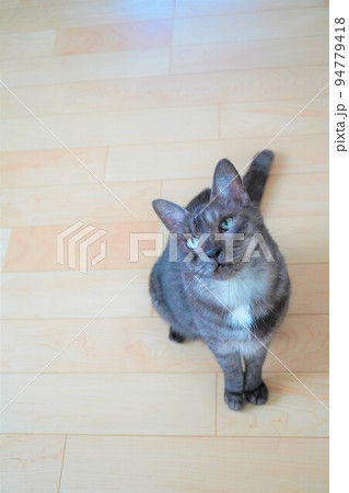 フローリングを背景に小首をかしげて座るブラックスモークタビー柄の飼い猫 フローリングを背景に小首をかしげて座るブラックスモークタビー柄の飼い猫 94779418