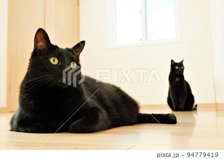 フローリングに座る黒猫2匹 94779419