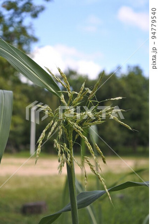セイバンモロコシの花穂 94779540