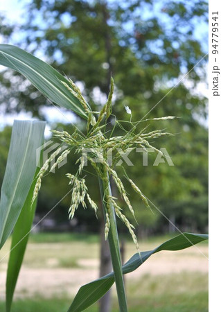 セイバンモロコシの花穂 セイバンモロコシの花穂 94779541