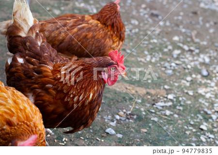 Hens in the chicken farm. Organic poultry house. 94779835