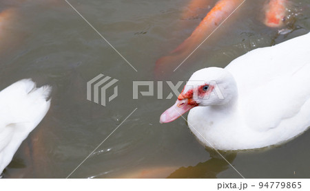 Free range duck farm. Natural organic duck with red tilapia fish in the pond Free range duck farm. Natural organic duck with red tilapia fish in the pond 94779865