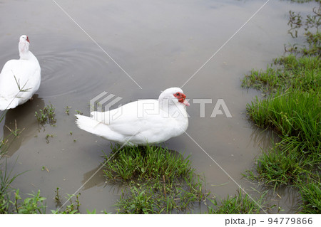 Free range duck farm. Natural organic duck 94779866