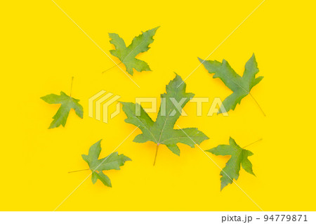 Green maple leaves on yellow background Green maple leaves on yellow background 94779871