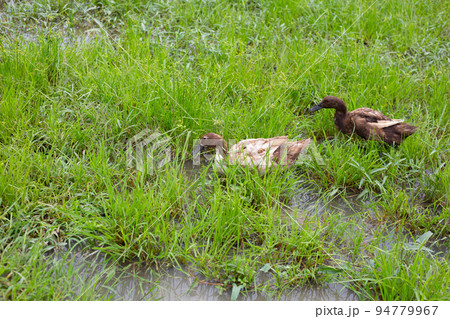Free range duck farm. Natural organic duck Free range duck farm. Natural organic duck 94779967