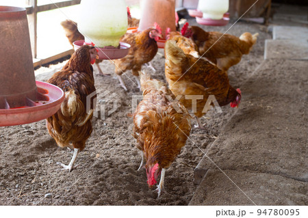 Hens in the chicken farm. Organic poultry house. Hens in the chicken farm. Organic poultry house. 94780095