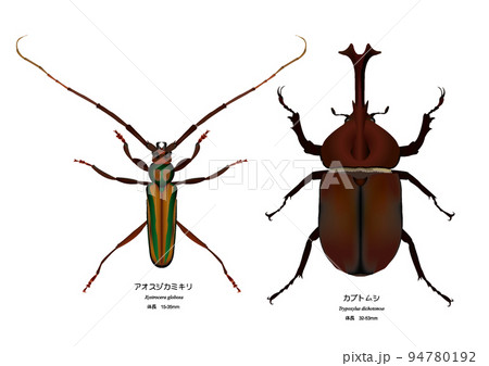 アオスジカミキリとカブトムシ 94780192