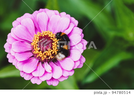 Bumblebee sleeping on pink zinnia flower, Bombus hortorum having rest 94780514