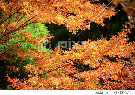 紅葉 紅葉 94780670