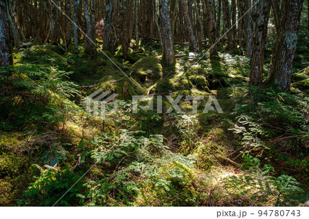 白駒池の苔 94780743