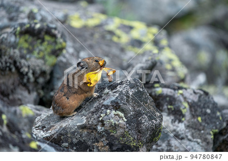 秋のガレ場で葉を咥え貯食するエゾナキウサギ 94780847