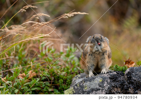 秋のガレ場で食事し、舌を出すエゾナキウサギ 秋のガレ場で食事し、舌を出すエゾナキウサギ 94780934