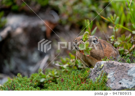 秋のガレ場で葉を口に咥え貯食するエゾナキウサギ 秋のガレ場で葉を口に咥え貯食するエゾナキウサギ 94780935