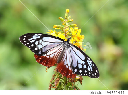 メタカラコウの花にとまっているアサギマダラ 94781431