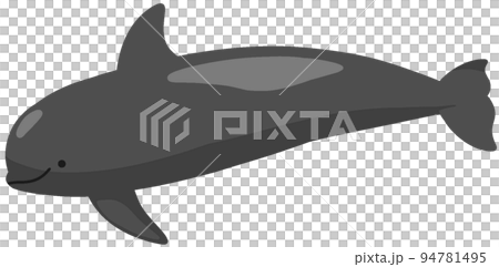 コビレゴンドウ コビレゴンドウ 94781495