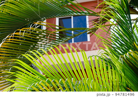 Exterior View of Tropical villa, modern architecture, and tropical plants. Exterior View of Tropical villa, modern architecture, and tropical plants. 94781496