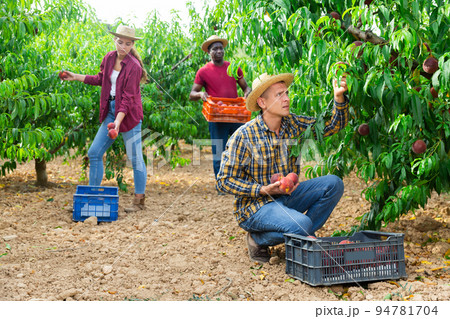 Workers harvesting peaches 94781704