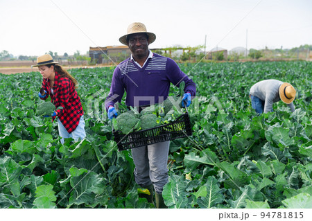 Afro american farmer picking organic broccoli in crates 94781815
