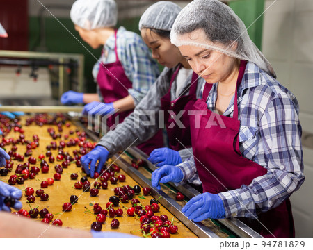 Group of warehouse workers sorting ripe cherry in warehouse Group of warehouse workers sorting ripe cherry in warehouse 94781829