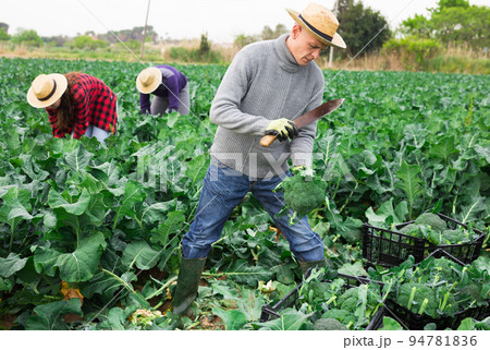 Farmer with knife picking fresh organic broccoli in crates 94781836