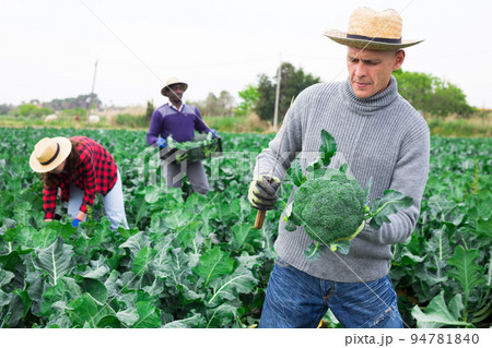 Male farmer harvesting broccoli on farm field Male farmer harvesting broccoli on farm field 94781840