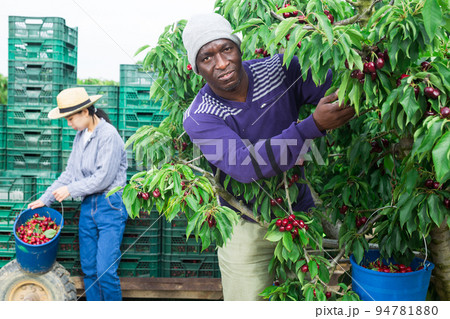 People picking cherry People picking cherry 94781880