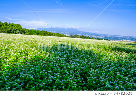 広大な蕎麦畑と赤城山 94782029