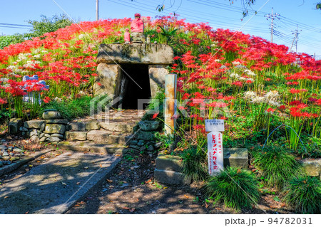 吉井町唯一の彼岸花群生地 94782031