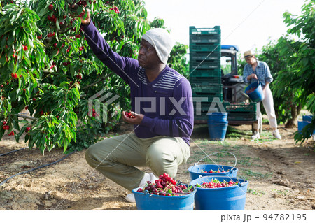 African farmer picking cherries in fruit garden 94782195