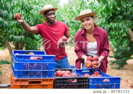 Man and young woman collecting peaches 94782335