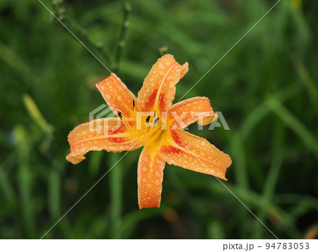 ノカンゾウ(ワスレグサ)のある風景 ノカンゾウ(ワスレグサ)のある風景 94783053
