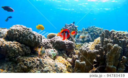 沖縄　阿嘉島のニシハマビーチ　クマノミ　水中撮影 94783439