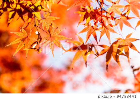 色づいたモミジ　紅葉モミジの背景素材　秋イメージ　昼カラー　 94783441