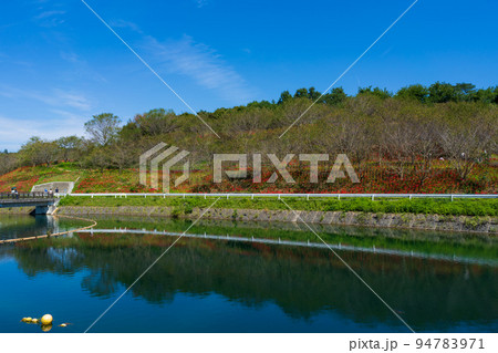 宝山湖公園(香川県三豊市) 彼岸花群生地 宝山湖公園(香川県三豊市) 彼岸花群生地 94783971