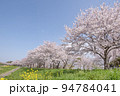 桜並木 94784041