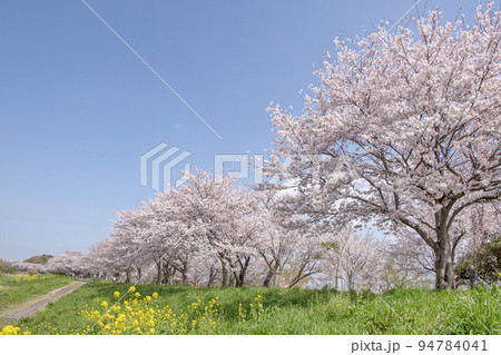 桜並木 桜並木 94784041