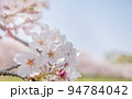 桜 94784042