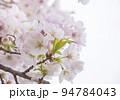桜 94784043