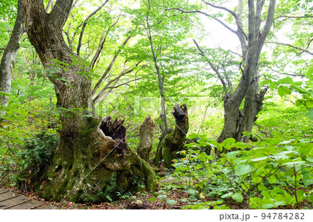 獅子ヶ鼻湿原 古木群 秋田県 獅子ヶ鼻湿原 古木群 秋田県 94784282