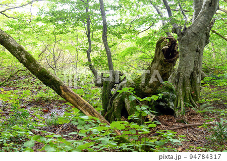 獅子ヶ鼻湿原 古木群 秋田県 獅子ヶ鼻湿原 古木群 秋田県 94784317