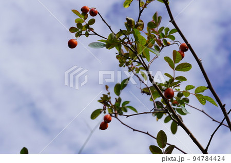 ハロウィンと青空に向かって咲く花 94784424