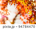 色づいた2色モミジと空　紅葉モミジの背景素材　秋イメージ　夕カラー 94784470