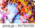 色づいた2色モミジと空　紅葉モミジの背景素材　秋イメージ　朝カラーくっきり 94784590