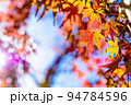 色づいた2色モミジと空　紅葉モミジの背景素材　秋イメージ　朝カラー 94784596
